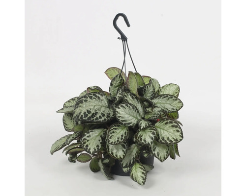 Episcie, Schattenröhre FloraSelf Episcia 'Silver Shield' Ø 17 cm Topf Hängepflanze mit gemusterten Blättern im Topf