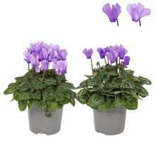 Zwei Topf-Zyklamen mit violetten Blüten und grünen Blättern in grauen Töpfen.