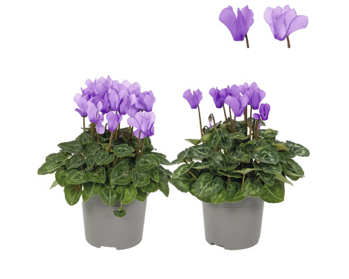 Zwei Topf-Zyklamen mit violetten Blüten und grünen Blättern in grauen Töpfen.