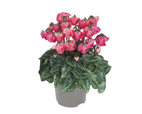 Zimmer-Alpenveilchen Pink Bells FloraSelf Cyclamen Ø 10,5 cm Topf zufällige Sortenauswahl Zimmer Alpenveilchen in einem Topf