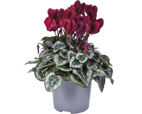 Zyklame mit dunkelroten Blüten in einem Topf