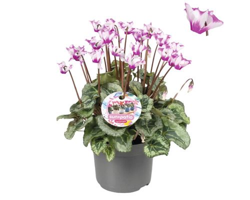 Zimmer-Alpenveilchen Origami FloraSelf Cyclamen Ø 12 cm Topf zufällige Sortenauswahl Topf mit Alpenveilchen Sun Patio Cyclamen mit Blüte