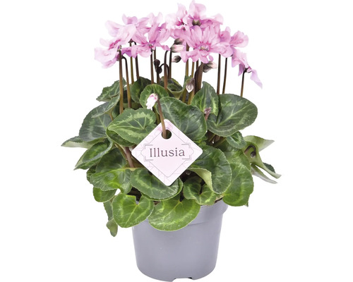 Zimmer-Alpenveilchen Illusia FloraSelf Cyclamen Ø 12 cm Topf zufällige Sortenauswahl Topf-Zyklame mit rosa Blüten und dem Illusia-Etikett
