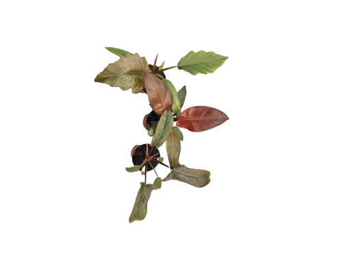 Baumfreund Mix FloraSelf Philodendron 'Autumn' Ø 12 cm Topf, zufällige Sortenauswahl Philodendron Zimmerpflanze im Topf