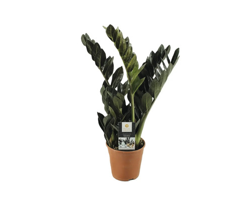 Schwarze Glücksfeder 'Raven' FloraSelf Zamioculcas 'Raven' H 60-70 cm Ø 14 cm Topf Zamioculcas Raven Zimmerpflanze im Topf