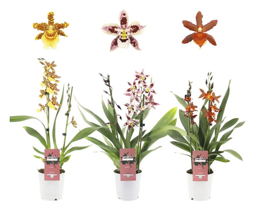 Schmetterlingsorchidee Mix FloraSelf Phalaenopsis multiflora Ø 12 cm Topf 2 Rispen Drei Cambria Orchideen in Töpfen mit verschiedenen Blüten