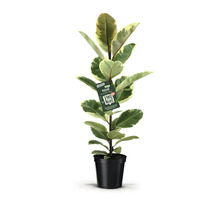 Gummibaum im schwarzen Topf