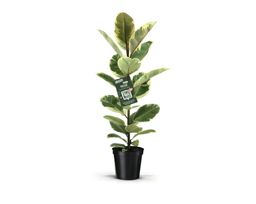 Gummibaum im schwarzen Topf