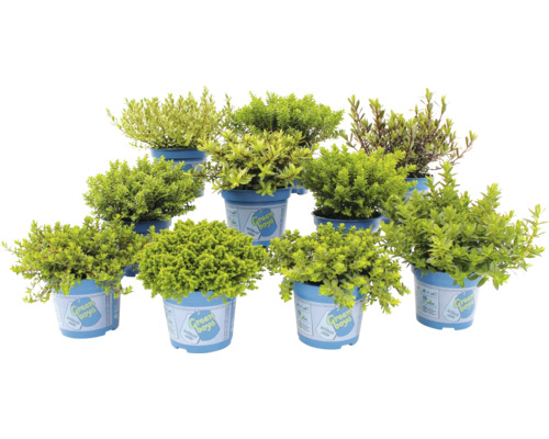 Mehrere Topfplanzen der Sorte Heckenmyrte in blauen Töpfen