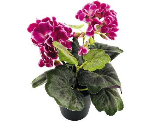 Geranie in einem Topf