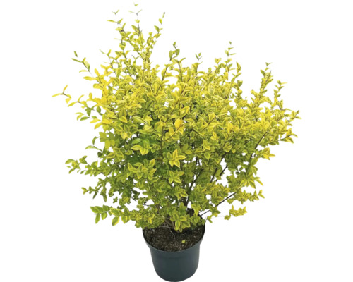 Gold-Liguster FloraSelf Ligustrum ovalifolium 'Aureum' H 100-125 cm Co 12 L Im Topf gezogener Liguster mit gelbgrünen Blättern.