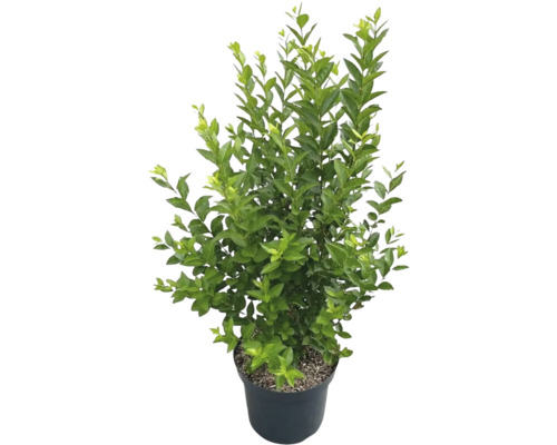 Im Topf gezogener Liguster als Heckenpflanze