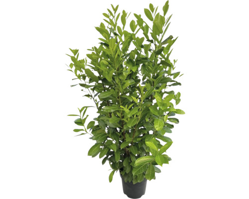 Kirschlorbeer Prunus laurocerasus 'Rotundifolia' H 125-150 cm Co 12 L Kirschlorbeer im Topf