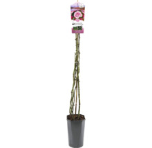 Kletterrose im Topf