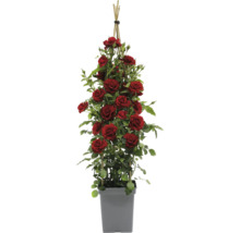 Kletterrose mit Rankhilfe im Topf