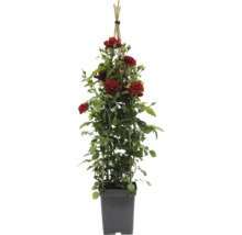 Kletterrose im Topf mit Rankhilfe