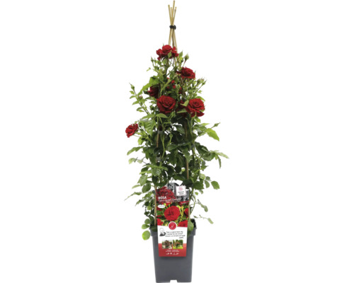 Kletterrose im Topf mit Rankhilfe
