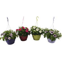 Vier verschiedenfarbige Petunien-Hängetöpfe mit bunten Blüten