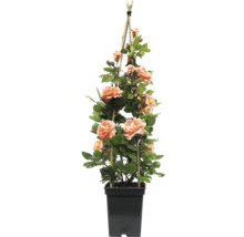 Kletterrose im Topf mit Rankhilfe