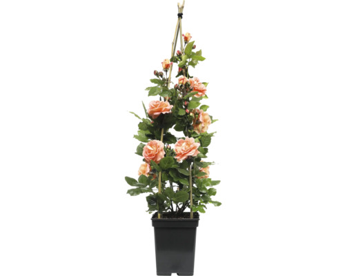 Kletterrose im Topf mit Rankhilfe