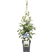 Kletterrose Iceberg im Topf mit Bambusstab