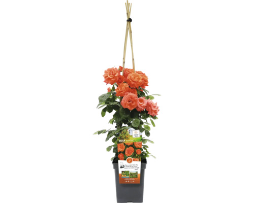 Kletterrose in einem Topf mit Rankhilfe