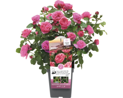 Leonardo da Vinci Rose im Topf