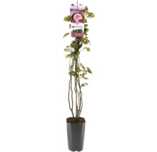Rose im Topf mit Pflanzenetikett