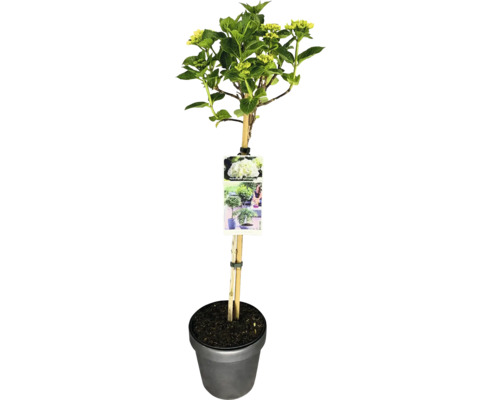 Bauernhortensie weiß Stamm FloraSelf Hydrangea macrophylla Stammhöhe 50 cm Co 3 L Hortensie im Topf mit Stützpfahl und Etikett