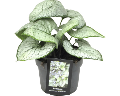 Kaukasusvergissmeinnicht ''Silver Heart'' im Topf