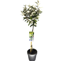 Ölweidebaum im Topf