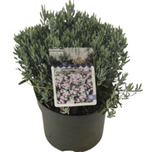 Andromeda polifolia Blue Lagoon im Topf