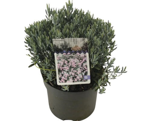 Andromeda polifolia Blue Lagoon im Topf