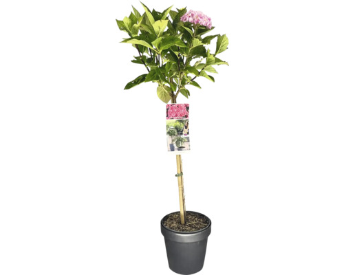 Bauernhortensie pink Stamm FloraSelf Hydrangea macrophylla Stammhöhe 50 cm Co 3 L Hortensie im Topf mit Stützstab und Pflanzenetikett