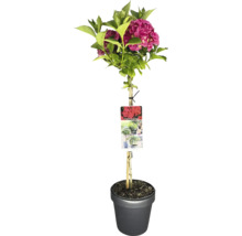 Gartenhortensie im Topf