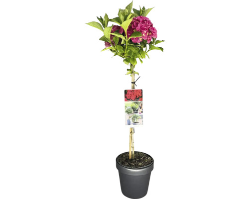 Bauernhortensie rot Stamm FloraSelf Hydrangea macrophylla Stammhöhe 50 cm Co 3 L Gartenhortensie im Topf