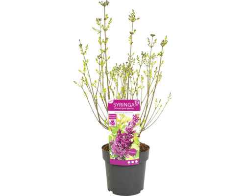 Junger Flieder ''Boomerang Dark Purple'' im Topf