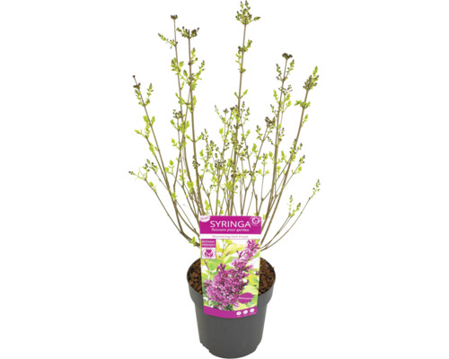 Jungpflanze Syringa im Topf mit Etikett