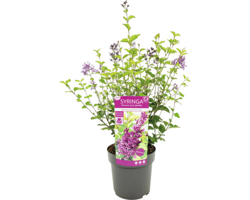 Syringa Zierstrauch im Topf