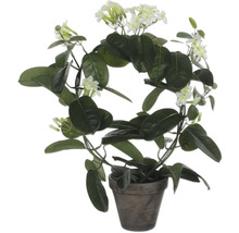 Im Topf wachsende Duftjasmin Pflanze