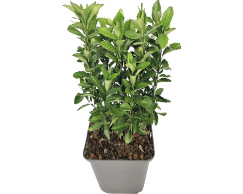 Säulen-Spindelstrauch grün FloraSelf Euonymus japonicus 'Green Spire' Ø 9 cm Topf Im Topf gezogener Spindelstrauch mit grünen Blättern für den Aussenbereich.