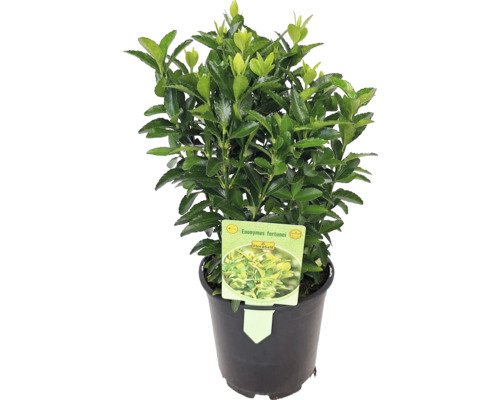 Säulen-Spindelstrauch grün FloraSelf Euonymus japonicus 'Green Spire' Ø 13 cm Topf Immergrüner Spindelstrauch im Topf