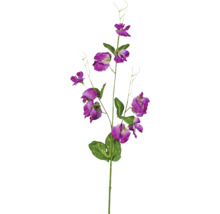 Dekorative Lathyrus-Zweig mit lila Blüten
