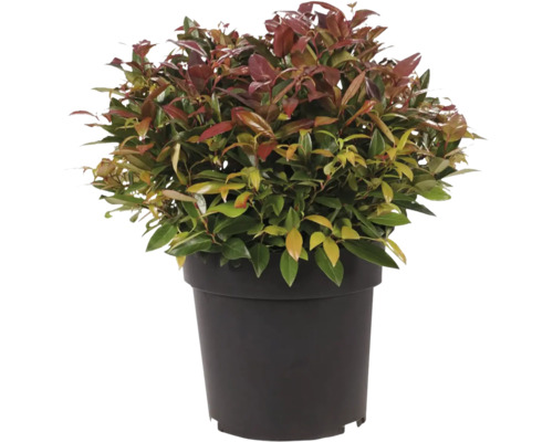 Photinia im Topf