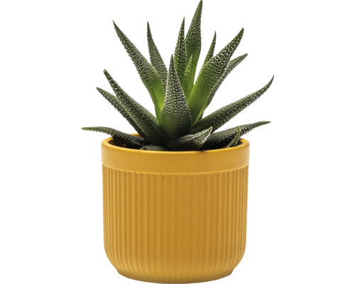 Zebra-Haworthie in einem Blumentopf