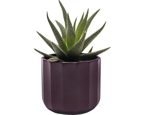 Zebra-Haworthie in einem Topf