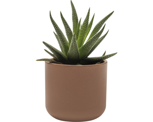 Haworthia Zimmerpflanze in einem Topf