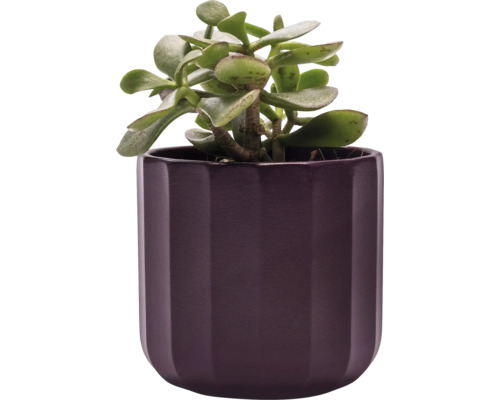 Zimmerpflanze Geldbaum in Pflanztopf