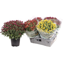 Chrysanthemen in verschiedenen Farben in Töpfen und verpackt in einer Kiste
