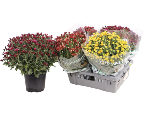 Chrysanthemen in verschiedenen Farben in Töpfen und verpackt in einer Kiste